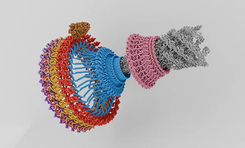 Как устроен молекулярный двигатель бактерий: быстрее, чем маховик Формулы-1
