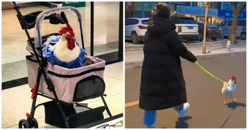 Куры вместо кошек: новый тренд в Китае