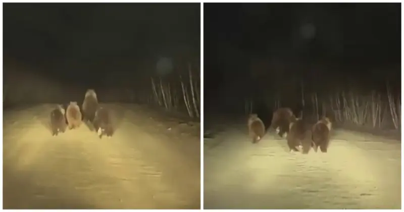 Медвежья пробежка: семейство косолапых устроило забег по дороге в Башкирии