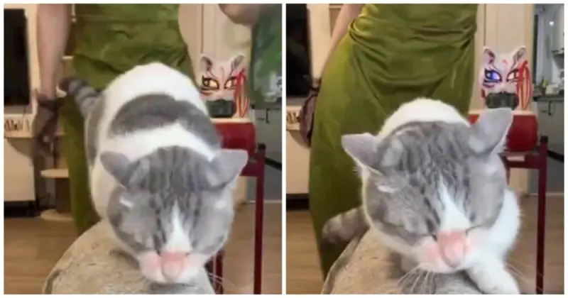 Кошка-мазохистка: видео, где питомицу шлёпают, покорило Сеть