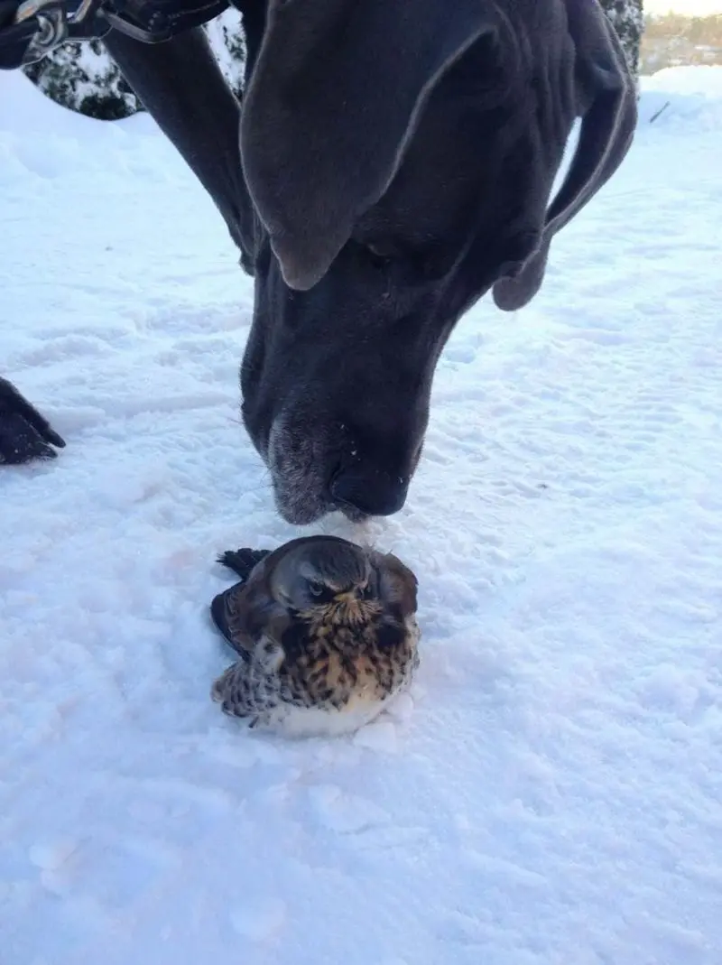 Звериный гнев: 25 кадров, где животные показывают свой настоящий характер