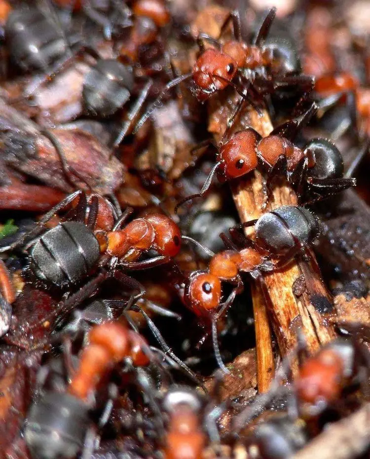 10+1 жуткий факт о насекомых, от которого мурашки по коже насекомые, жуткие факты, природа, биология, комары, муравьи, саранча, клещи