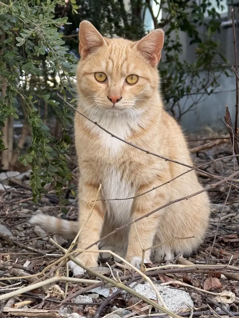 25 причин любить пушистых хулиганов