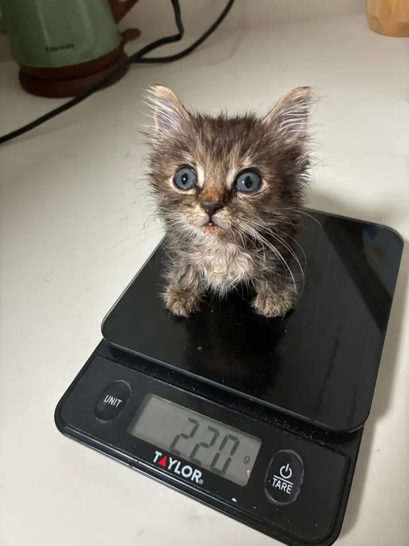 25 причин любить пушистых хулиганов кошки, коты, подборка фото, животные, счастье, пушистики, умиление, смешные коты