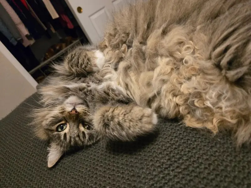 25 причин любить пушистых хулиганов кошки, коты, подборка фото, животные, счастье, пушистики, умиление, смешные коты