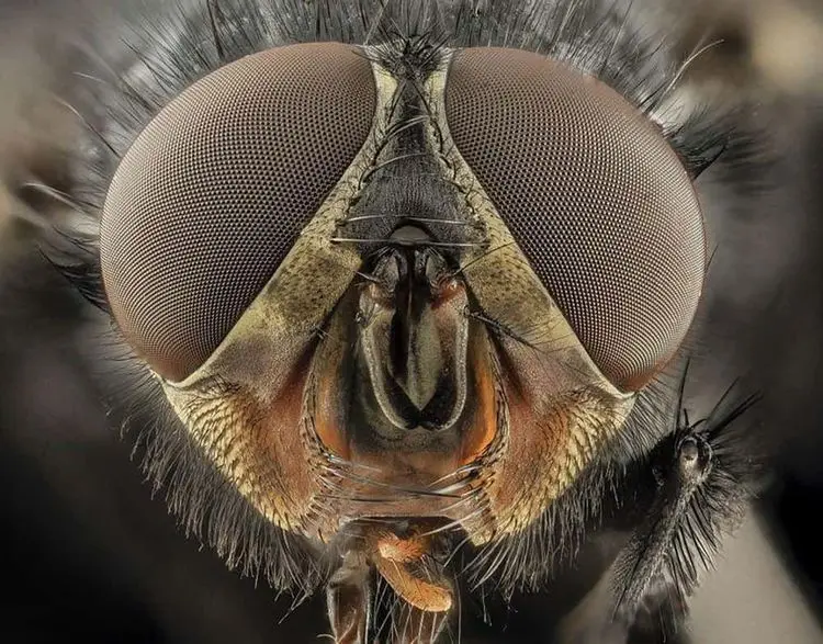 16 жутких портретов насекомых, снятых в безумном приближении насекомые, макро, фото, жуки, пчелы, пауки, природа, микроскоп