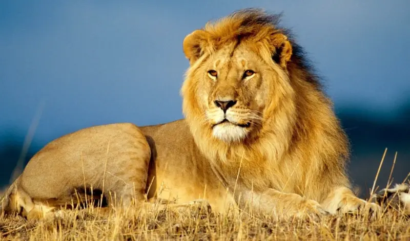 Лев или тигр: кто победит в смертельной битве один на один? лев, тигр, сила, царь зверей, сравнение, битва, хищники, грива, прайд