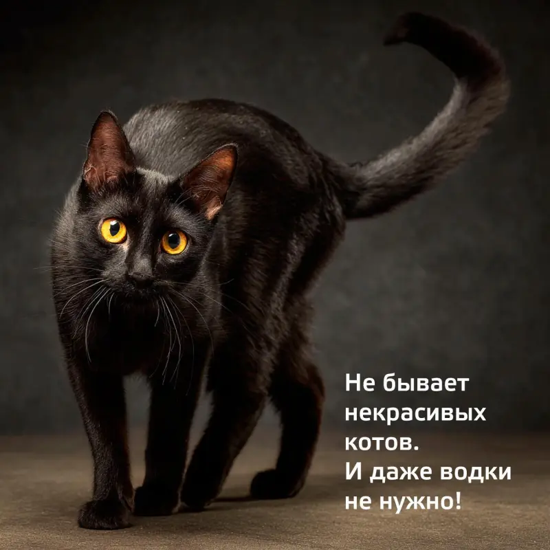 Свежие анекдоты апреля: от Хогвартса до троллейбусного парка анекдоты, юмор, апрель, гарри поттер, троллейбус, кино, красота, приколы, смешное