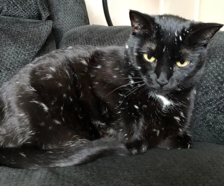 Усатые, при виде которых хочется сказать: «Это что вообще такое?» — а потом взять на ручки животные, кошки, собаки, необычные питомцы, фотоподборка, смешные фото, редкие породы