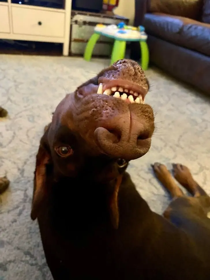 Усатые, при виде которых хочется сказать: «Это что вообще такое?» — а потом взять на ручки животные, кошки, собаки, необычные питомцы, фотоподборка, смешные фото, редкие породы