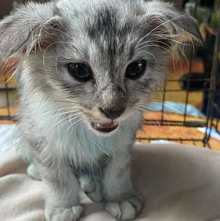 Усатые, при виде которых хочется сказать: «Это что вообще такое?» — а потом взять на ручки животные, кошки, собаки, необычные питомцы, фотоподборка, смешные фото, редкие породы