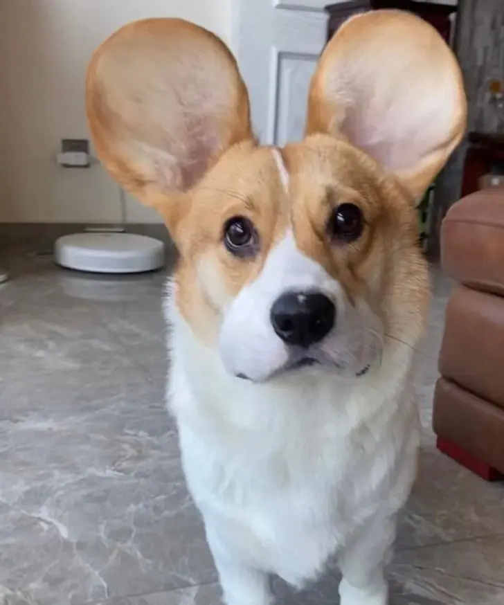 Усатые, при виде которых хочется сказать: «Это что вообще такое?» — а потом взять на ручки животные, кошки, собаки, необычные питомцы, фотоподборка, смешные фото, редкие породы