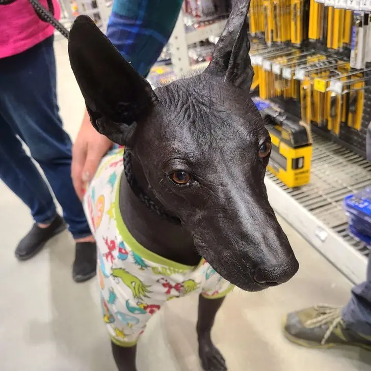 Усатые, при виде которых хочется сказать: «Это что вообще такое?» — а потом взять на ручки животные, кошки, собаки, необычные питомцы, фотоподборка, смешные фото, редкие породы