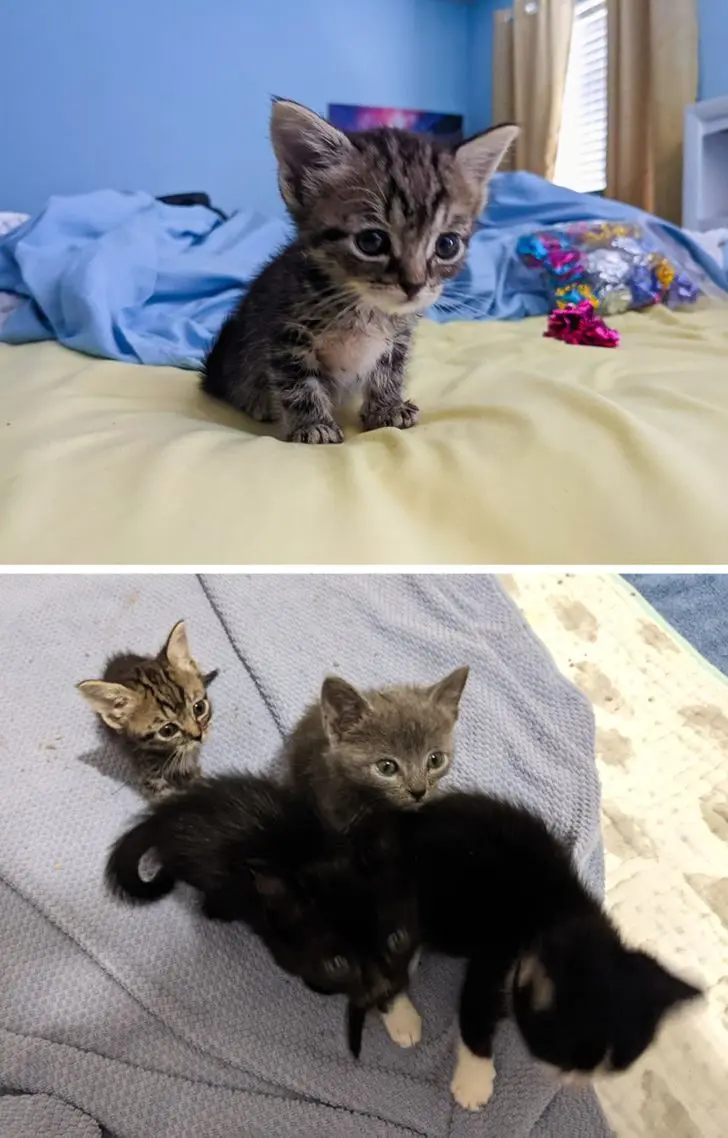 Усатые, при виде которых хочется сказать: «Это что вообще такое?» — а потом взять на ручки животные, кошки, собаки, необычные питомцы, фотоподборка, смешные фото, редкие породы