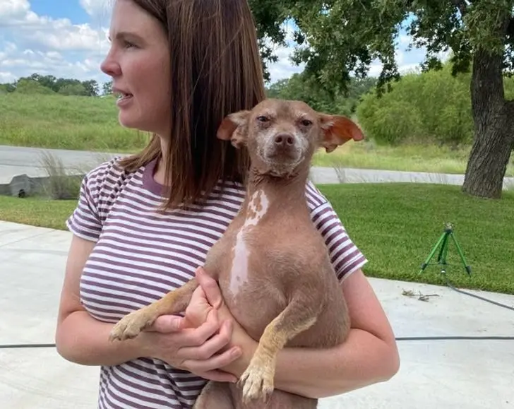 Усатые, при виде которых хочется сказать: «Это что вообще такое?» — а потом взять на ручки животные, кошки, собаки, необычные питомцы, фотоподборка, смешные фото, редкие породы