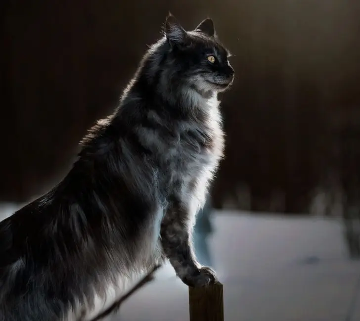 Усатые, при виде которых хочется сказать: «Это что вообще такое?» — а потом взять на ручки животные, кошки, собаки, необычные питомцы, фотоподборка, смешные фото, редкие породы