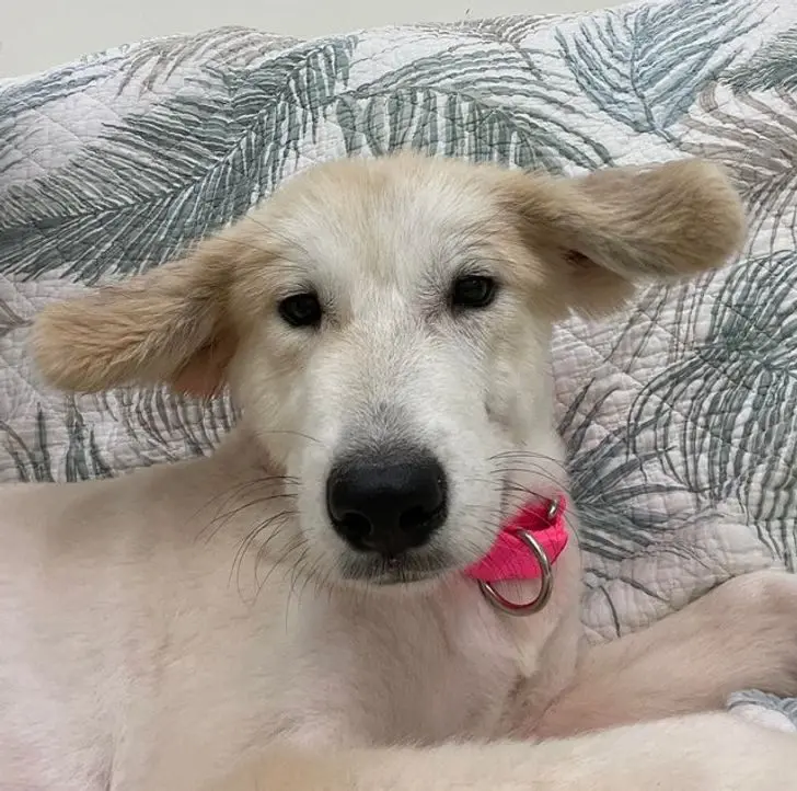 Усатые, при виде которых хочется сказать: «Это что вообще такое?» — а потом взять на ручки животные, кошки, собаки, необычные питомцы, фотоподборка, смешные фото, редкие породы