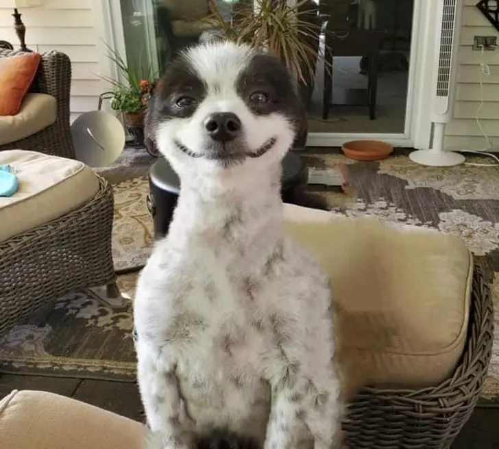 Усатые, при виде которых хочется сказать: «Это что вообще такое?» — а потом взять на ручки животные, кошки, собаки, необычные питомцы, фотоподборка, смешные фото, редкие породы