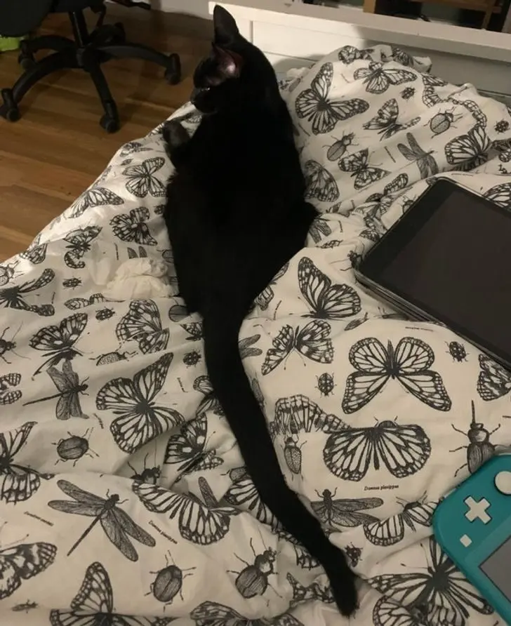 Усатые, при виде которых хочется сказать: «Это что вообще такое?» — а потом взять на ручки животные, кошки, собаки, необычные питомцы, фотоподборка, смешные фото, редкие породы