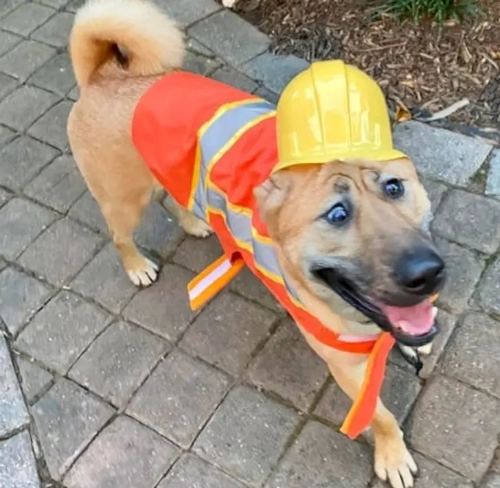 Усатые, при виде которых хочется сказать: «Это что вообще такое?» — а потом взять на ручки животные, кошки, собаки, необычные питомцы, фотоподборка, смешные фото, редкие породы