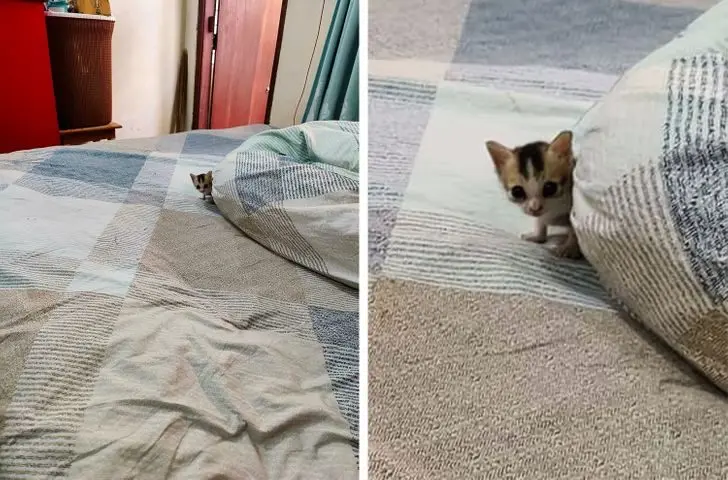 Усатые, при виде которых хочется сказать: «Это что вообще такое?» — а потом взять на ручки животные, кошки, собаки, необычные питомцы, фотоподборка, смешные фото, редкие породы