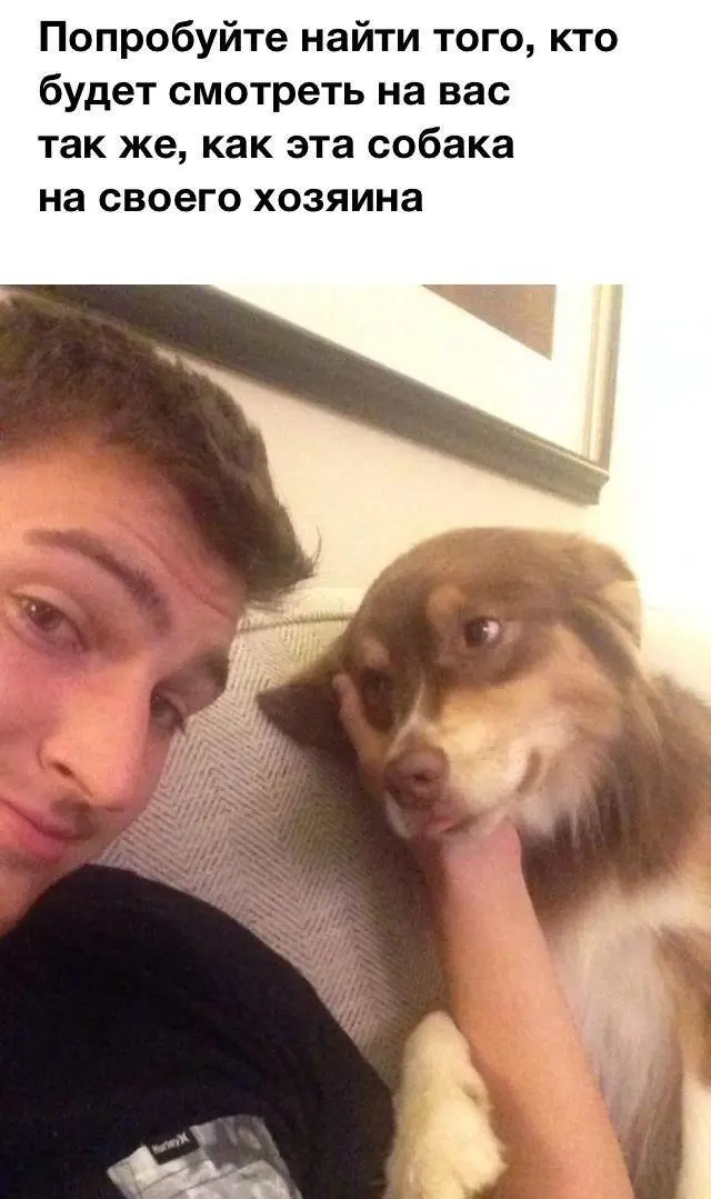 Вторая порция мемов: только для тех, кто обожает собак собаки, мемы, приколы, юмор, животные, подборка, картинки