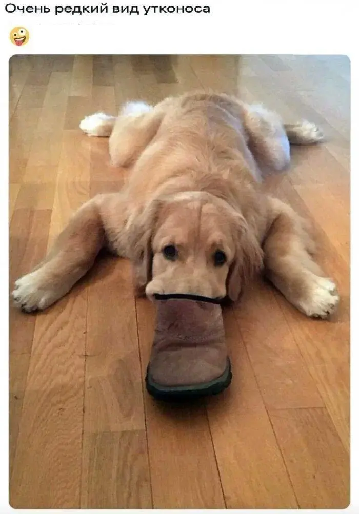 Вторая порция мемов: только для тех, кто обожает собак собаки, мемы, приколы, юмор, животные, подборка, картинки