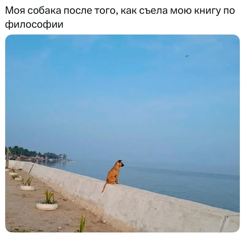 Вторая порция мемов: только для тех, кто обожает собак собаки, мемы, приколы, юмор, животные, подборка, картинки