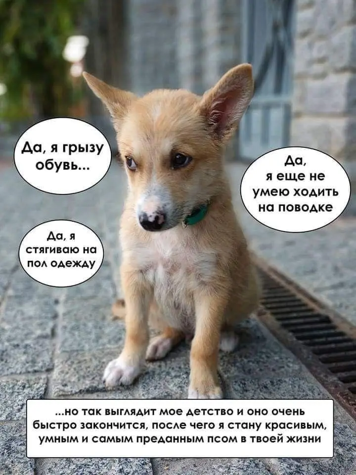 Вторая порция мемов: только для тех, кто обожает собак собаки, мемы, приколы, юмор, животные, подборка, картинки