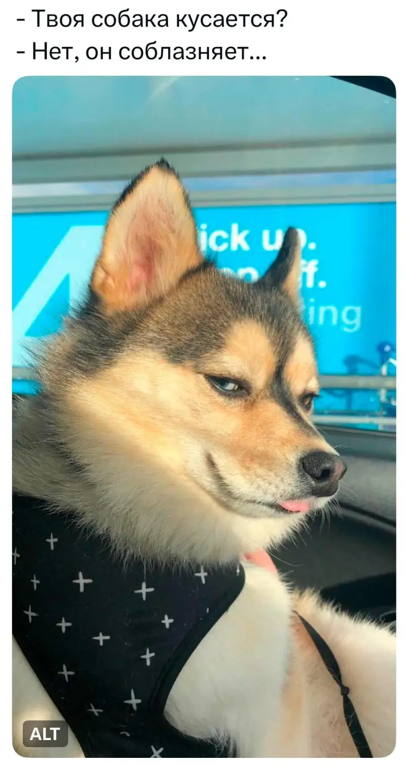 Вторая порция мемов: только для тех, кто обожает собак собаки, мемы, приколы, юмор, животные, подборка, картинки