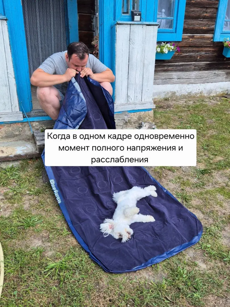 Вторая порция мемов: только для тех, кто обожает собак собаки, мемы, приколы, юмор, животные, подборка, картинки