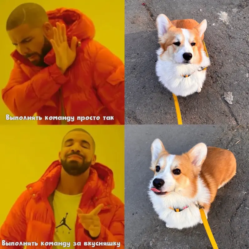 Вторая порция мемов: только для тех, кто обожает собак собаки, мемы, приколы, юмор, животные, подборка, картинки