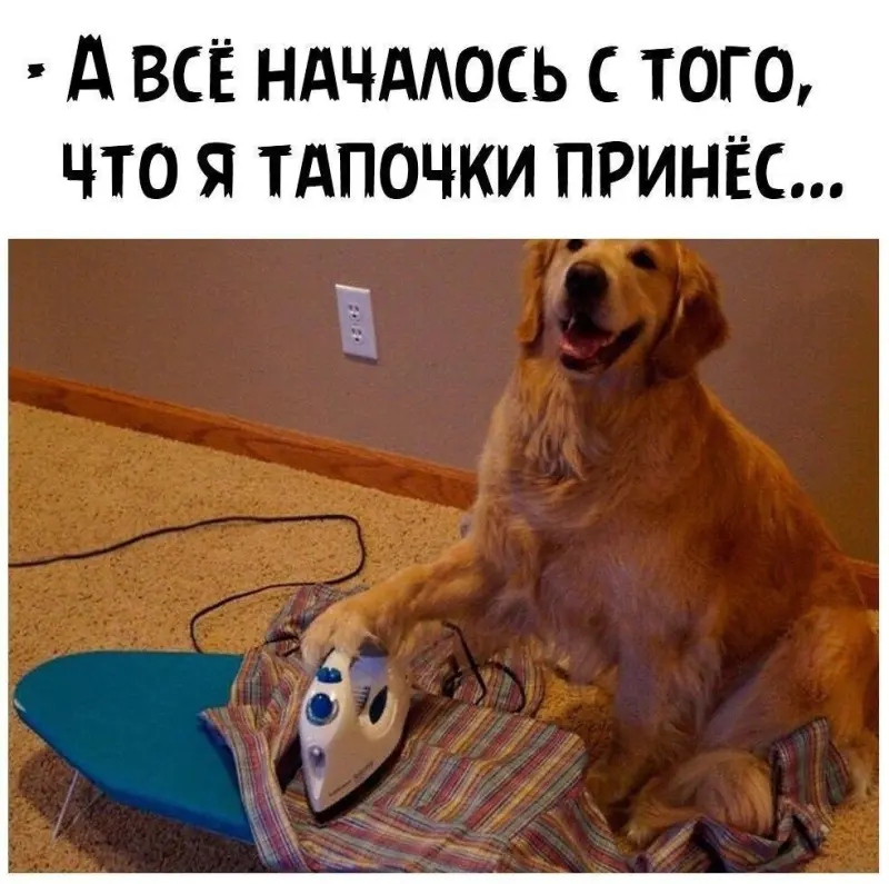 Вторая порция мемов: только для тех, кто обожает собак собаки, мемы, приколы, юмор, животные, подборка, картинки