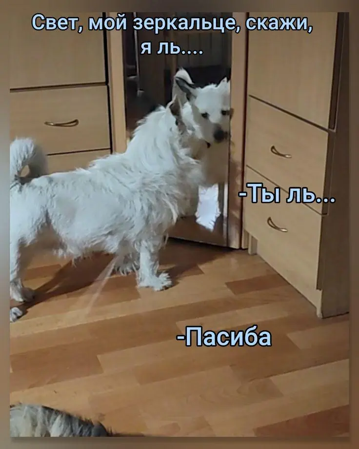 Вторая порция мемов: только для тех, кто обожает собак собаки, мемы, приколы, юмор, животные, подборка, картинки