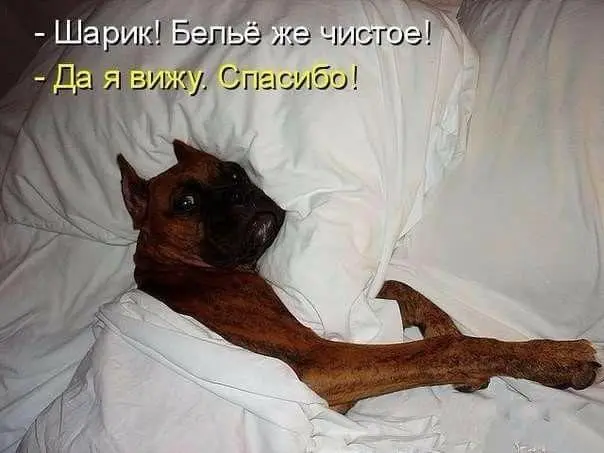 Вторая порция мемов: только для тех, кто обожает собак