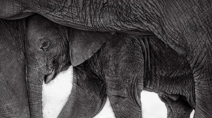 20 кадров, где природа обошлась без фотошопа фотография, природа, конкурс, GDT, животные, пейзажи, птицы, млекопитающие