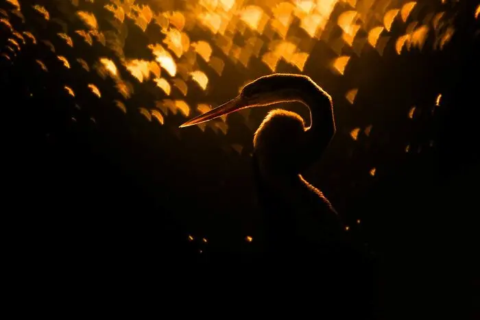 20 кадров, где природа обошлась без фотошопа фотография, природа, конкурс, GDT, животные, пейзажи, птицы, млекопитающие