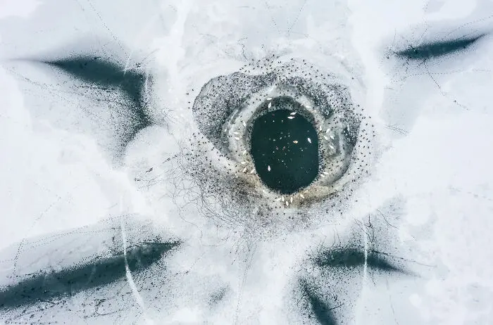 20 кадров, где природа обошлась без фотошопа фотография, природа, конкурс, GDT, животные, пейзажи, птицы, млекопитающие