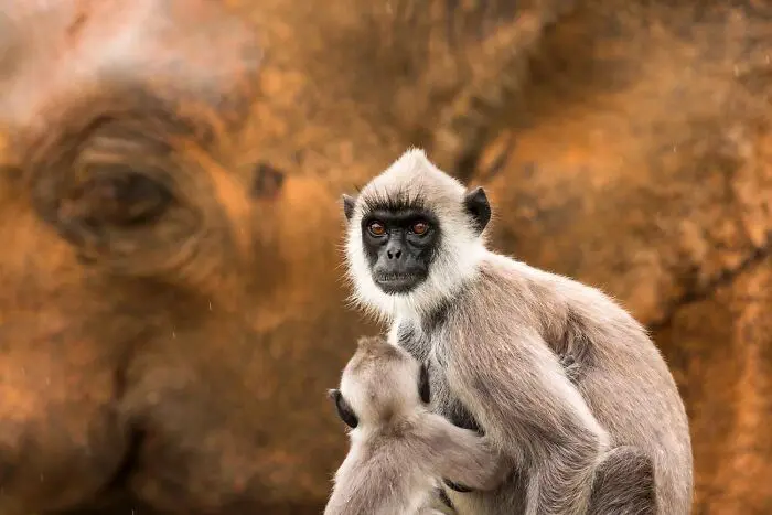 20 кадров, где природа обошлась без фотошопа фотография, природа, конкурс, GDT, животные, пейзажи, птицы, млекопитающие