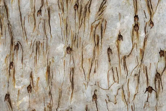 20 кадров, где природа обошлась без фотошопа фотография, природа, конкурс, GDT, животные, пейзажи, птицы, млекопитающие