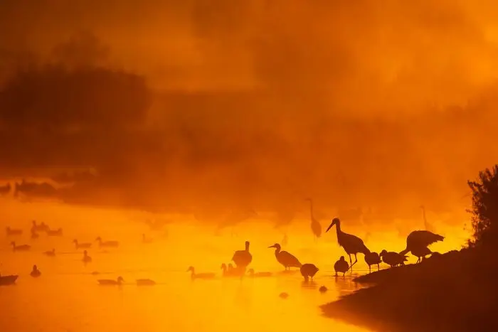 20 кадров, где природа обошлась без фотошопа фотография, природа, конкурс, GDT, животные, пейзажи, птицы, млекопитающие