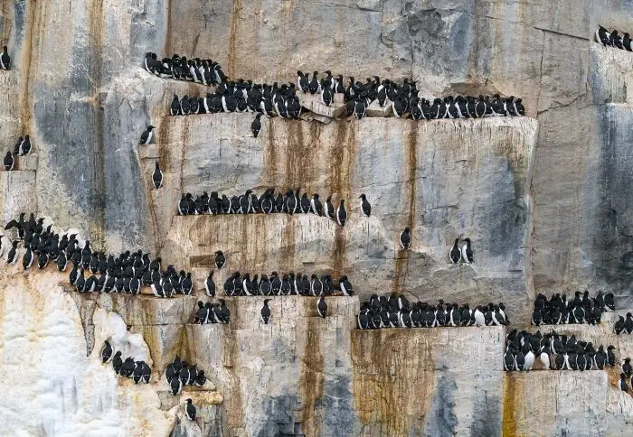 20 кадров, где природа обошлась без фотошопа фотография, природа, конкурс, GDT, животные, пейзажи, птицы, млекопитающие