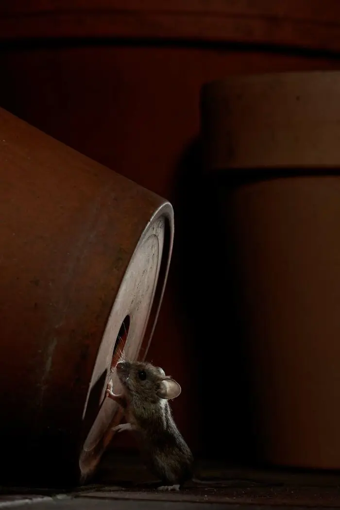 20 кадров, где природа обошлась без фотошопа фотография, природа, конкурс, GDT, животные, пейзажи, птицы, млекопитающие