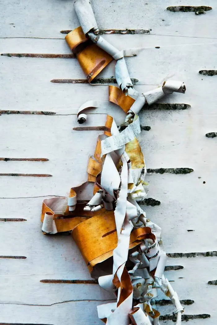 20 кадров, где природа обошлась без фотошопа фотография, природа, конкурс, GDT, животные, пейзажи, птицы, млекопитающие