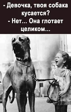 Тибетский мастиф и стая ворон: история о том, как одна девушка держит в страхе всех вокруг тибетский мастиф, собаки, вороны, гаишники, юмор, история, животные, природа