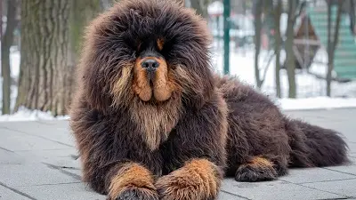 Тибетский мастиф и стая ворон: история о том, как одна девушка держит в страхе всех вокруг