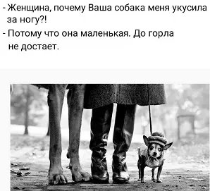 Тибетский мастиф и стая ворон: история о том, как одна девушка держит в страхе всех вокруг тибетский мастиф, собаки, вороны, гаишники, юмор, история, животные, природа