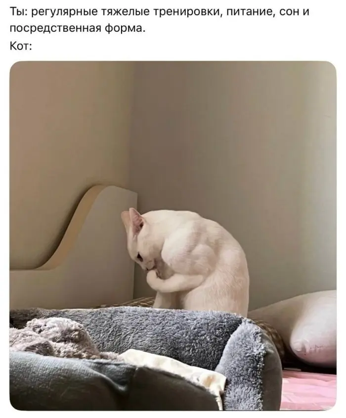 Среда — маленькая пятница: убойные приколы для поднятия настроения приколы, мемы, юмор, среда, подборка, картинки, настроение