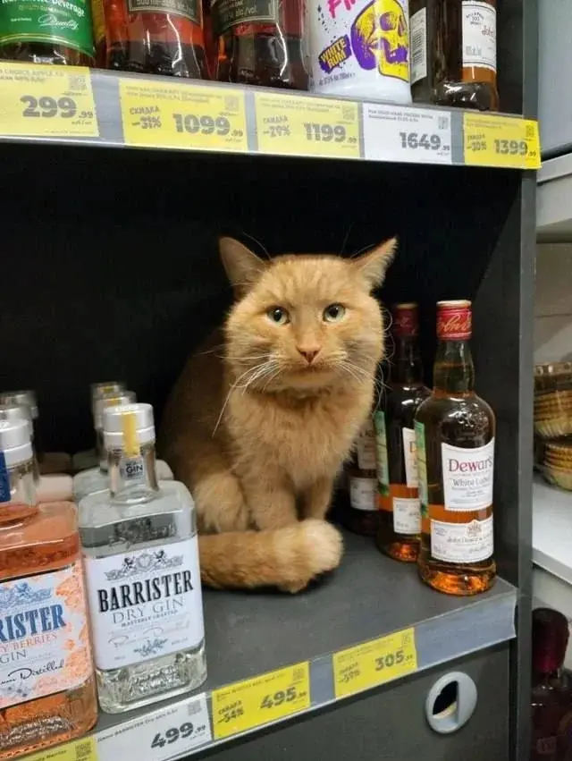 Среда — маленькая пятница: убойные приколы для поднятия настроения