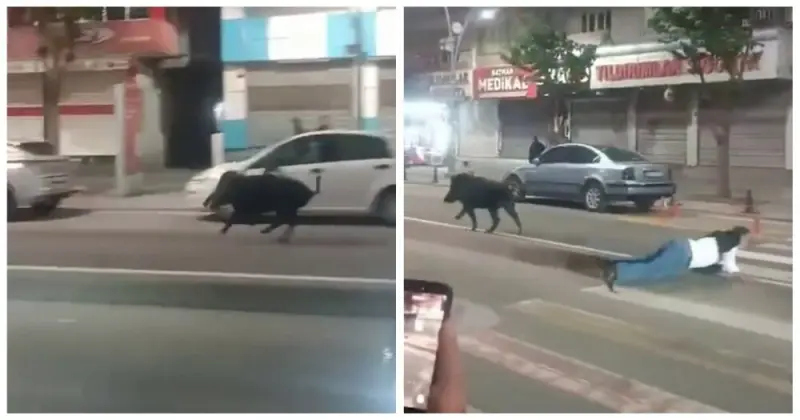 Настоящий хаос: кабан атаковал людей на улицах турецкого города кабан, Турция, Батман, нападение, видео, переполох, дикое животное, происшествие